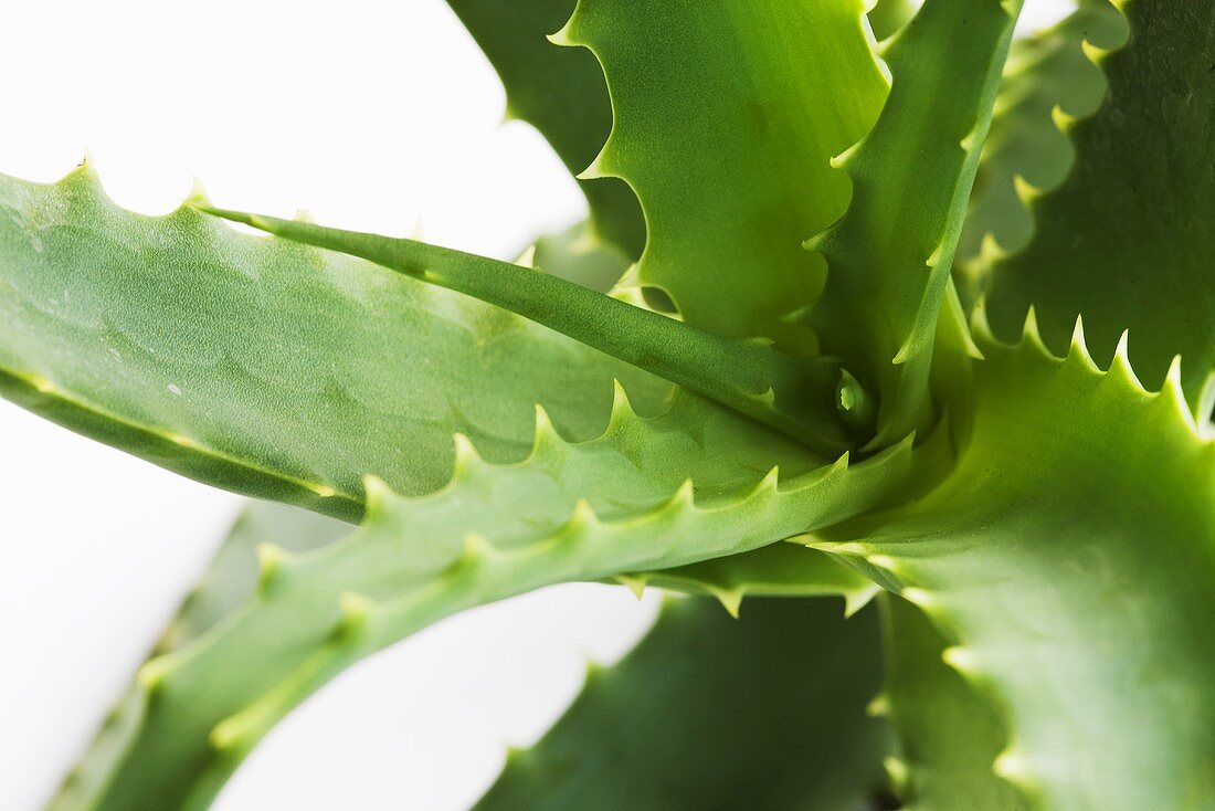 Aloe Vera-Pflanze (Close Up)