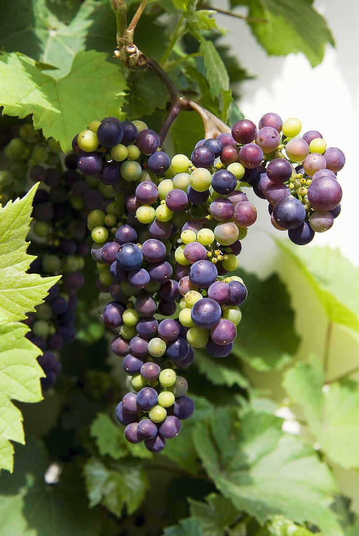 Red grapes (partly ripe) on the vine