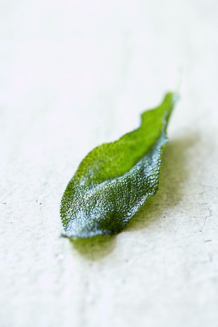 A sage leaf