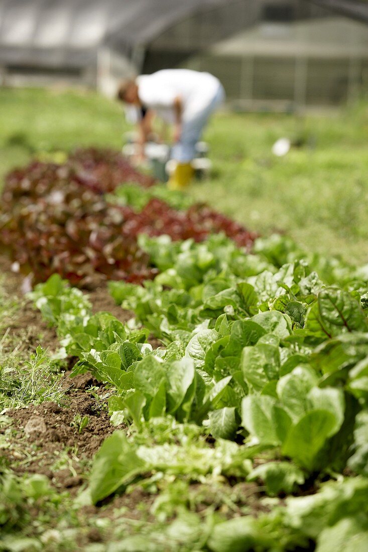 Romaine lettuce growing in a bed