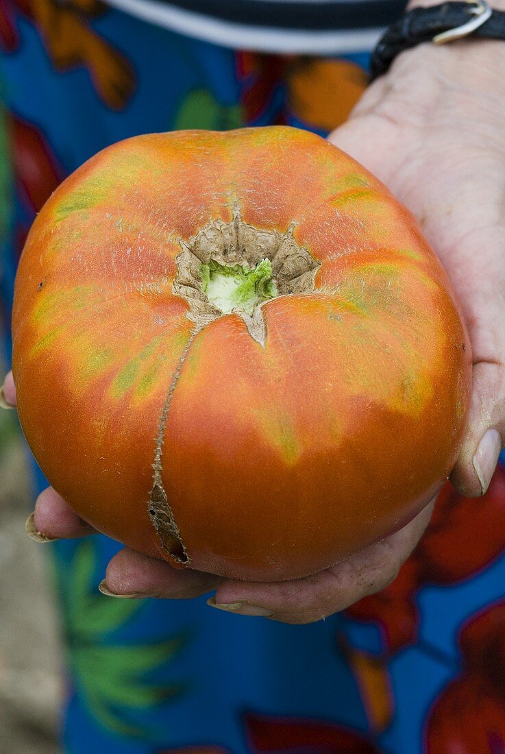 Hand holding large organic beefsteak tomato