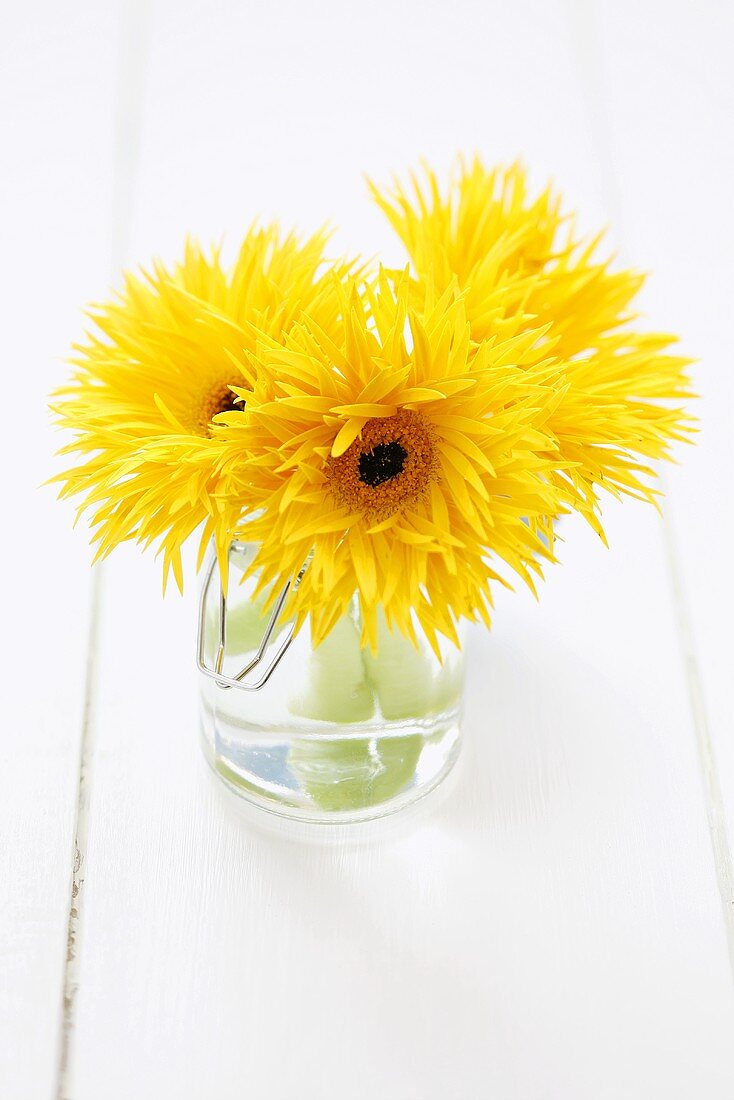 Yellow gerberas