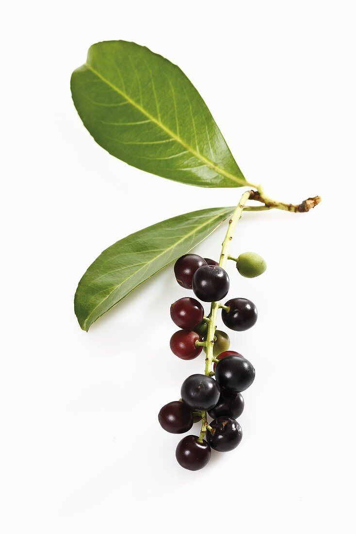 Sprig of cherry laurel with cherries