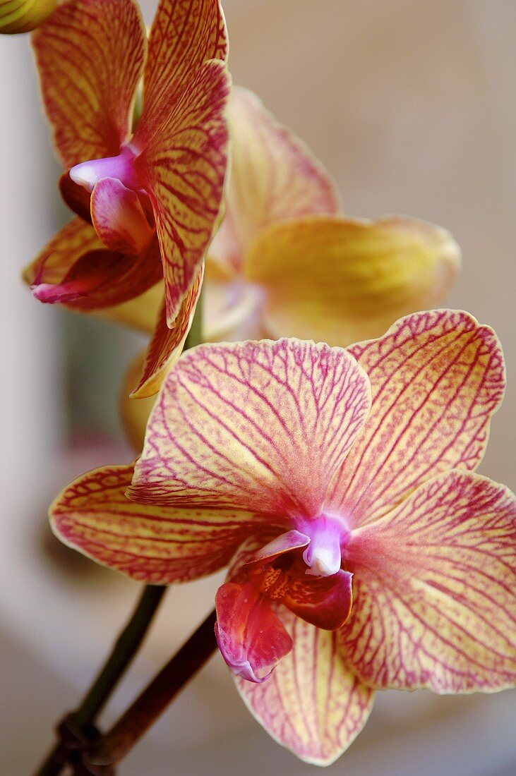 Orchideenblüten