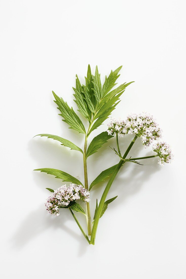 A stalk of valerian with flowers
