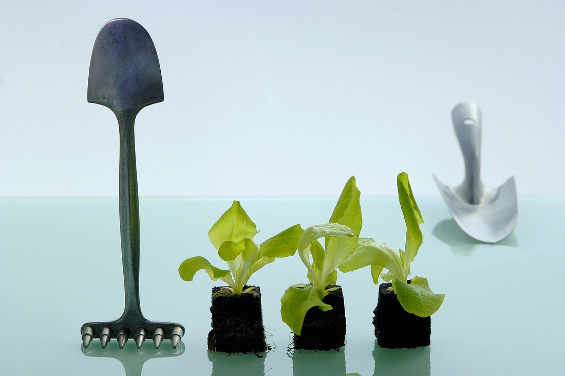 Young lettuce plants with gardening tools