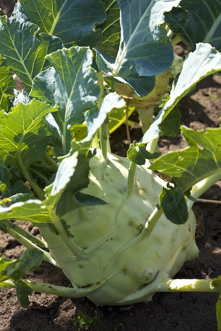 Kohlrabi in the field (Butterriese, giant Russian variety)