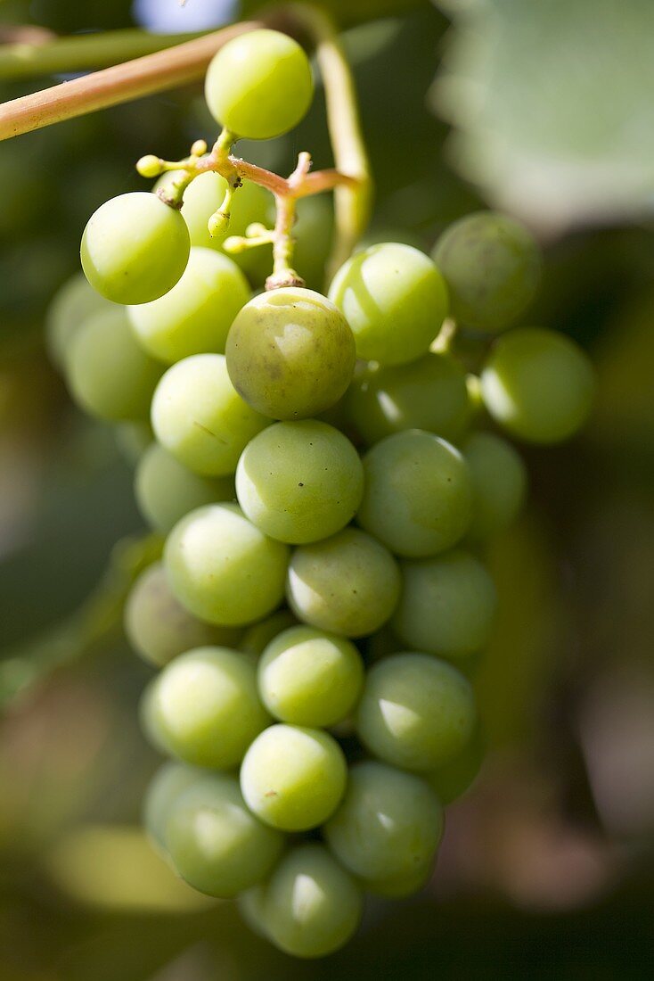 Green grapes on the vine