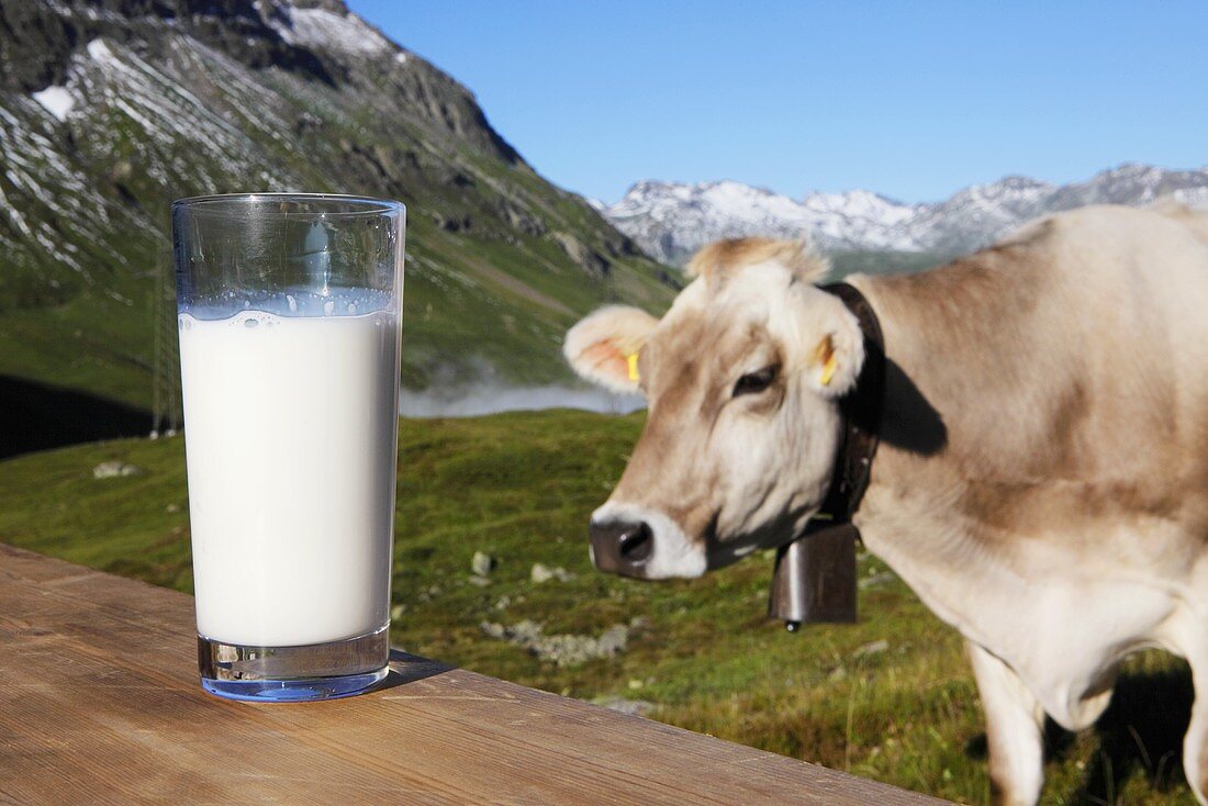 Glass of milk and cow in pasture