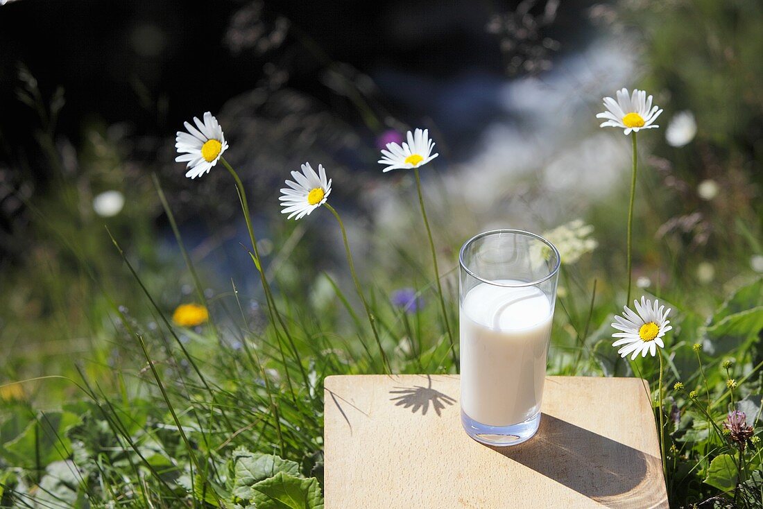 Glass of milk in a pasture