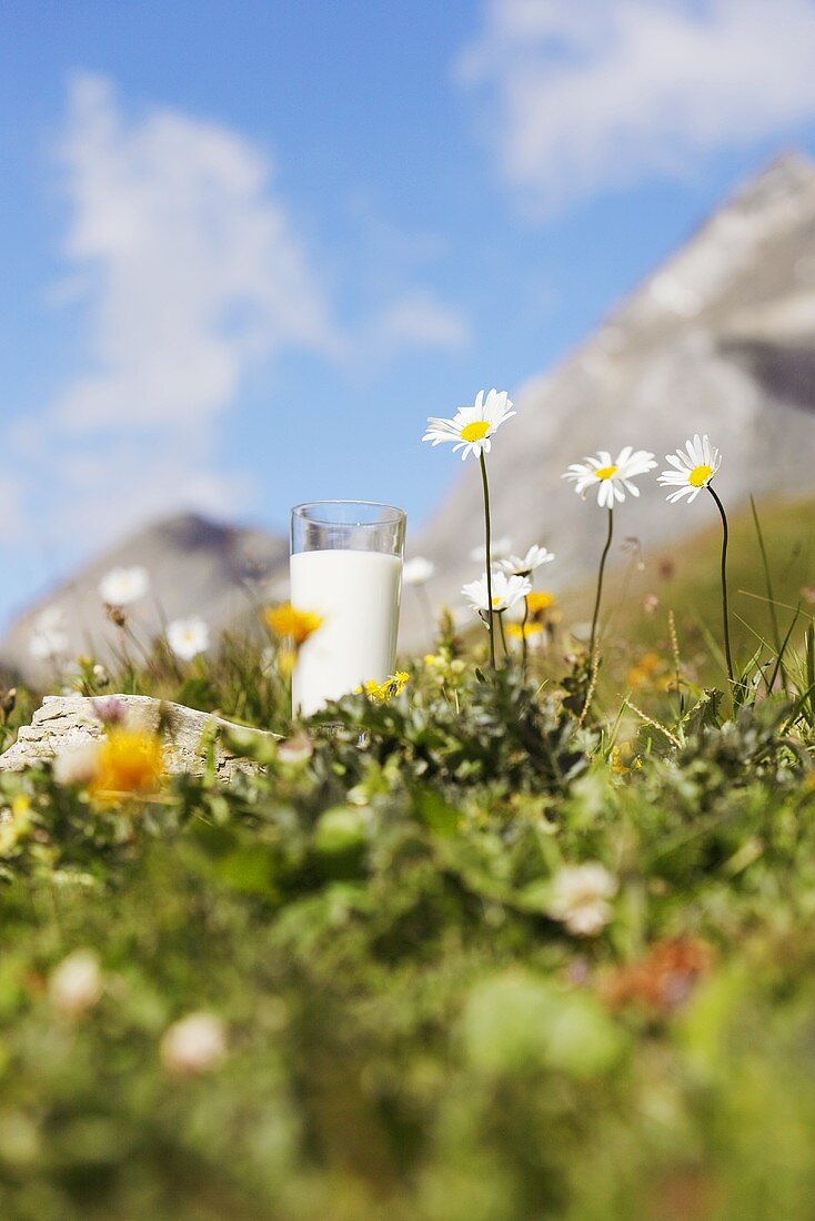 Glass of milk in a mountain pasture