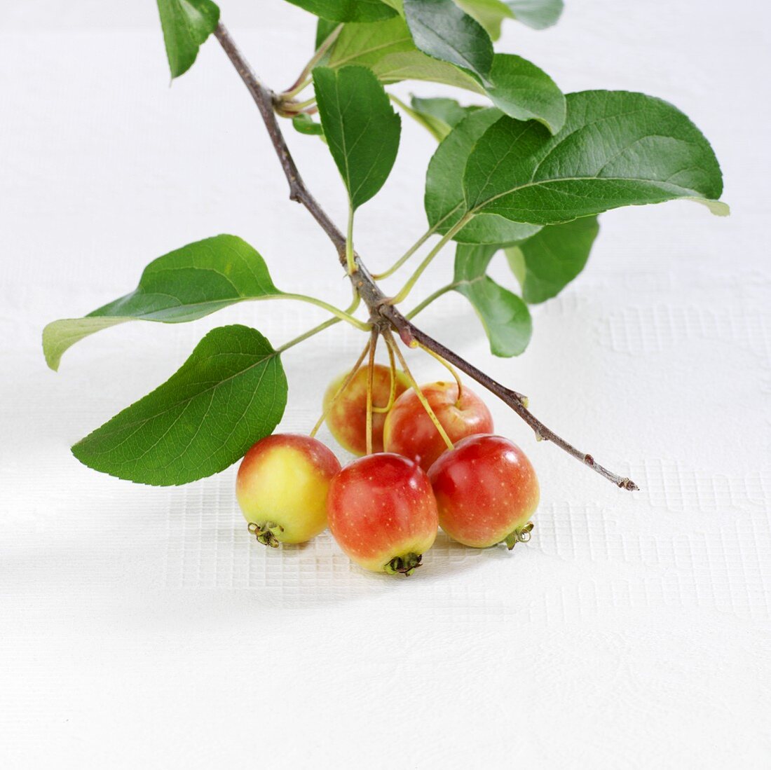 Zweig mit japanischen Wildäpfeln (Malus floribunda)