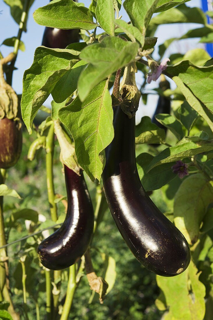 Aubergines