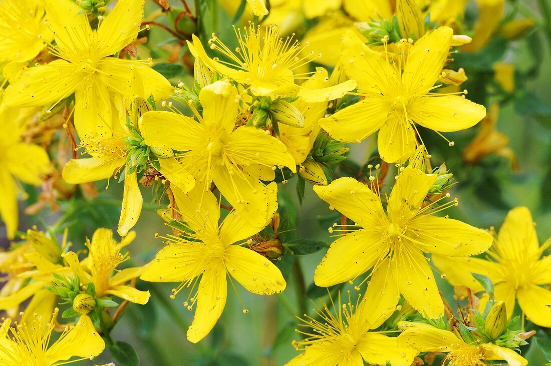 Flowering St. Johns' wort (close-up)