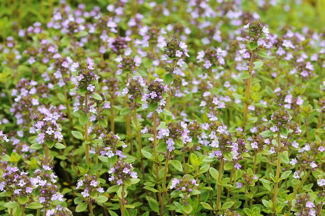 Flowering thyme (full-frame)