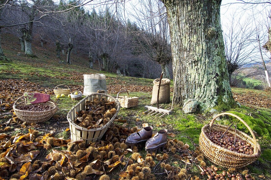 Kastanienernte (Ardeche, Frankreich)