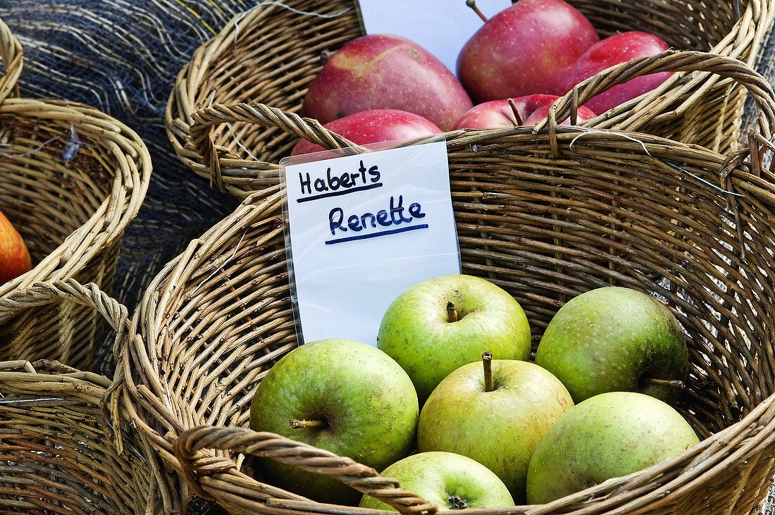 Äpfel der Sorte 'Haberts Renette' im Korb