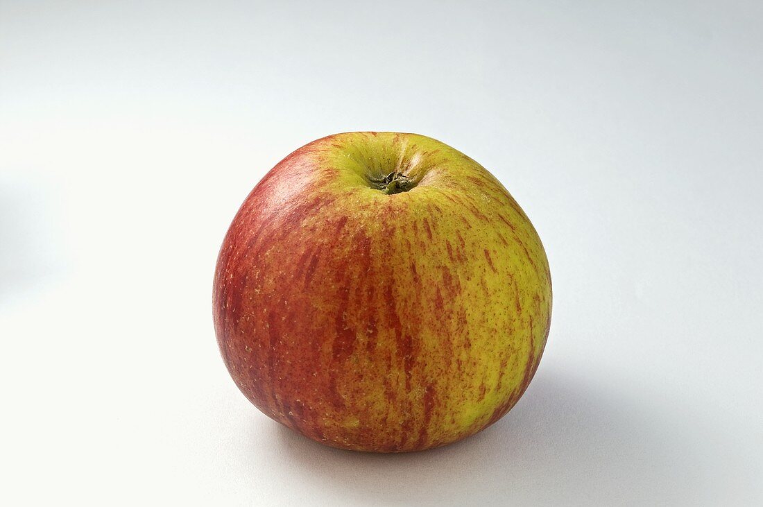 Ein Apfel der Sorte 'Herzog von Cumberland'