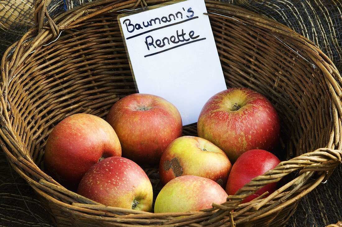 Äpfel der Sorte 'Baumann's Renette' im Korb