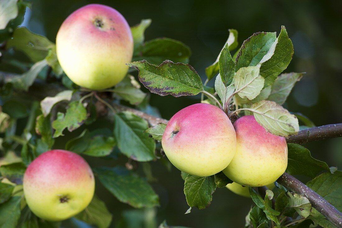 Äpfel der Sorte Kaiser Wilhelm am Baum