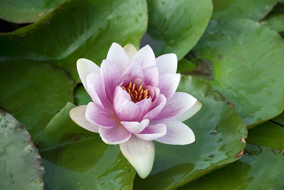 Pink water lily