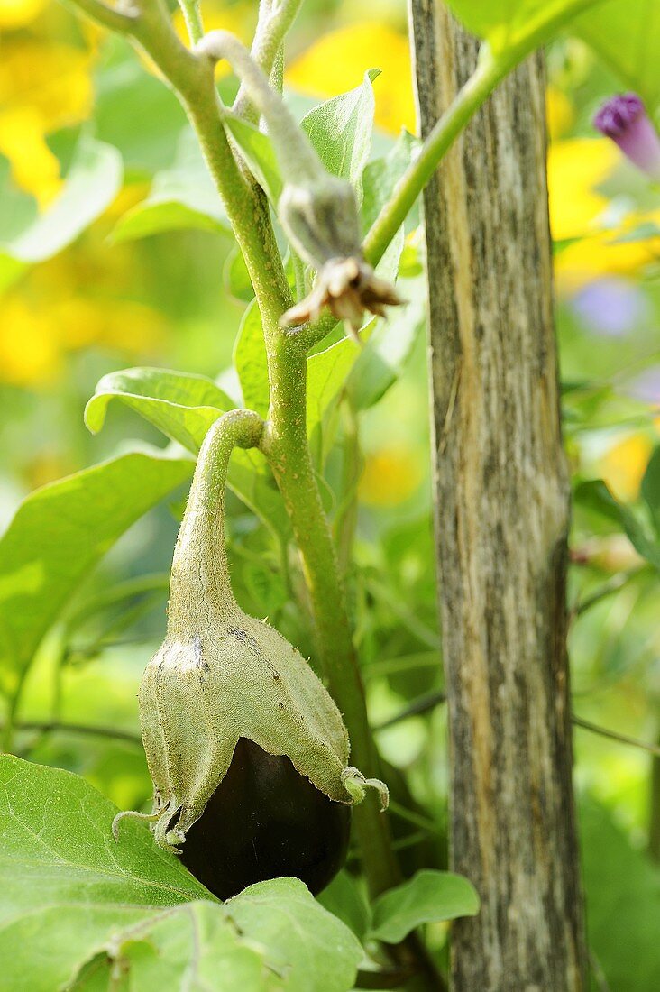 Aubergine on the plant