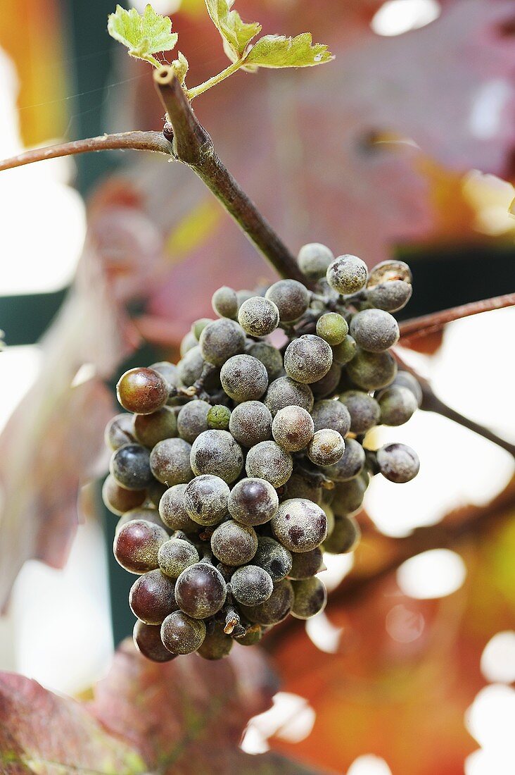 Frozen grapes on the vine