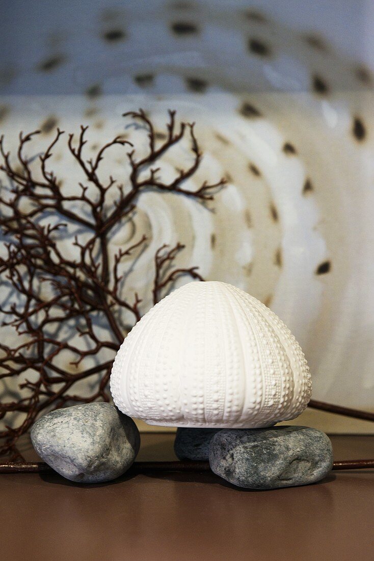 Maritime decoration (sea urchin, pebbles, coral)