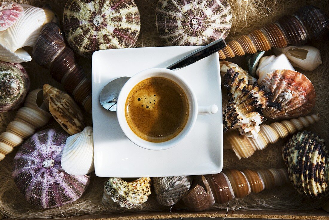 Espressotasse auf Schneckenhäusern