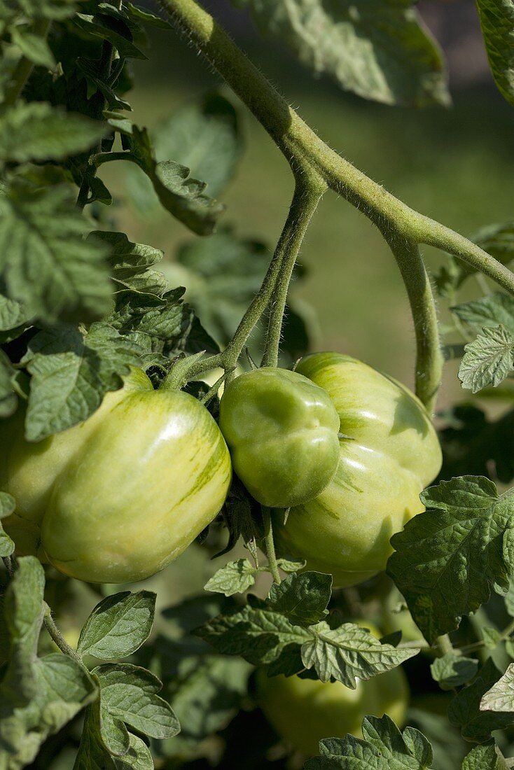 Grüne Tomaten an der Pflanze