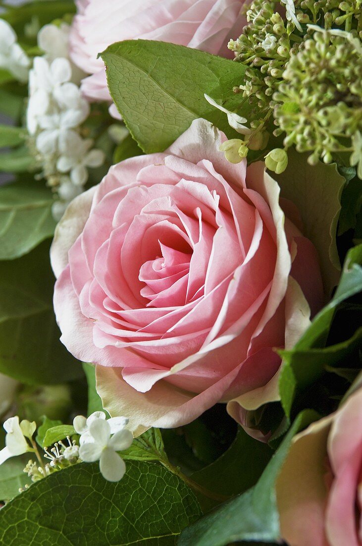 Pink roses and white lilac (close-up)