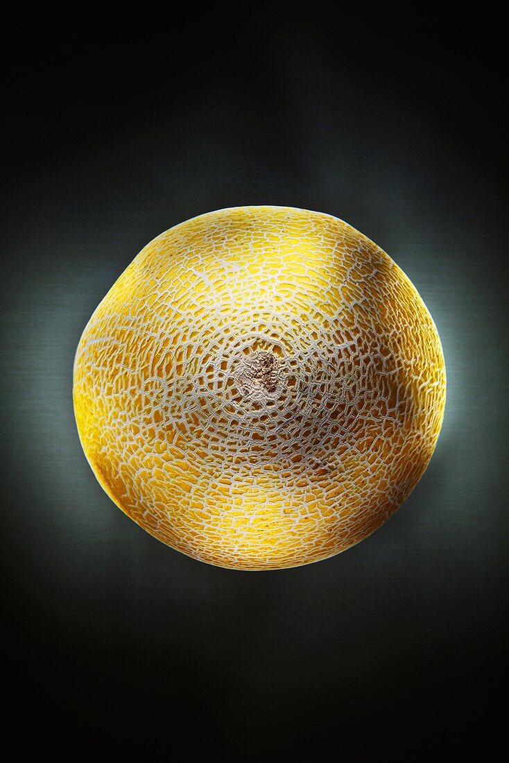Netted melon from above