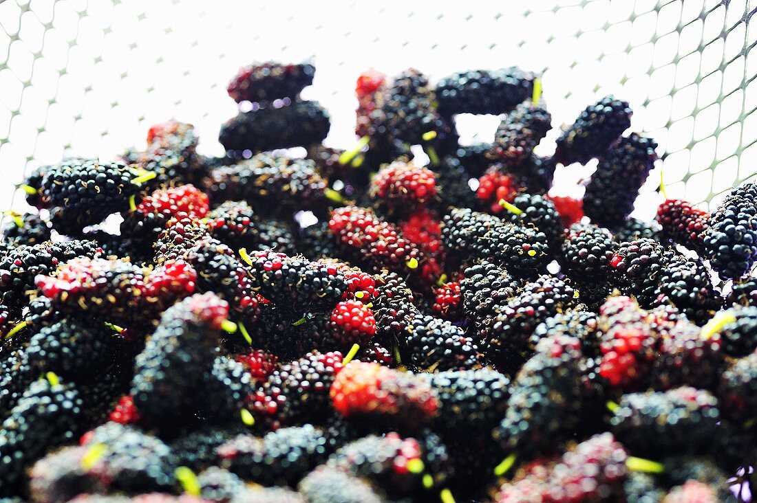 Viele thailändische Maulbeeren