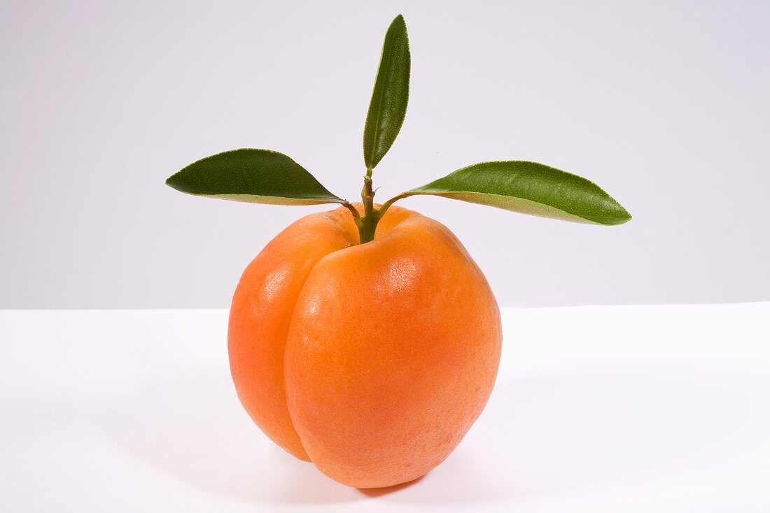 An apricot with leaves
