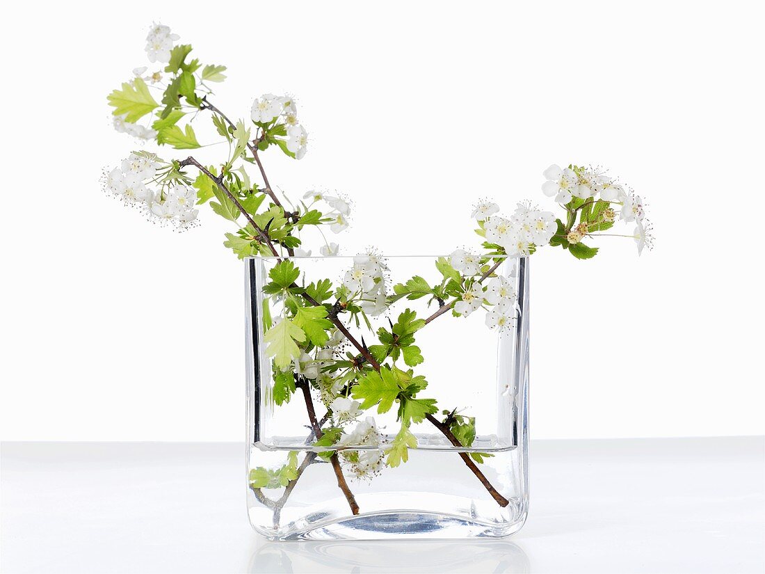 Hawthorn twigs in a glass of water