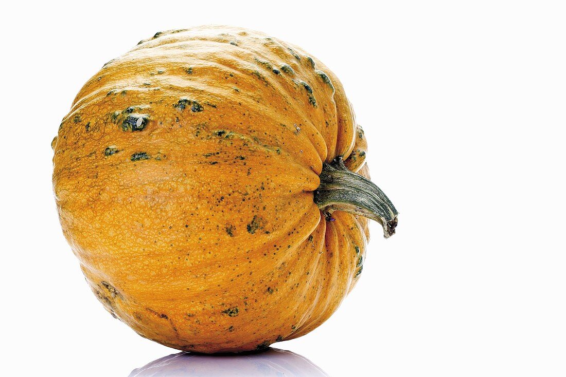 Pumpkin, lying on its side