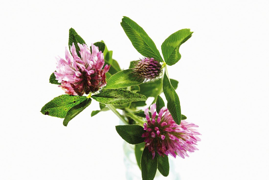 Rotklee (Trifolium pratense)