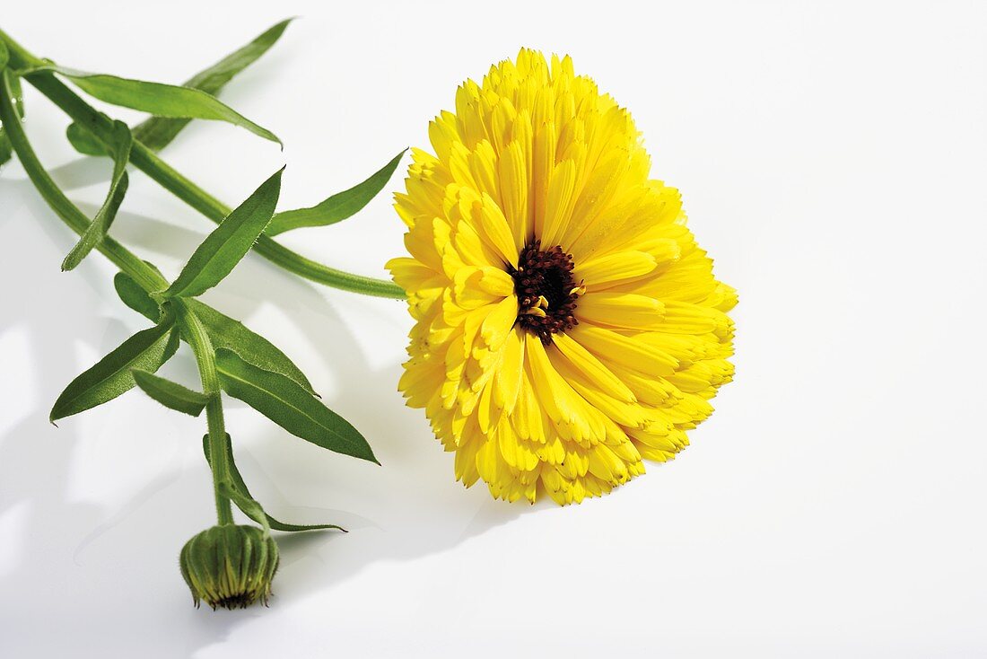 Ringelblume (Calendula officinalis)