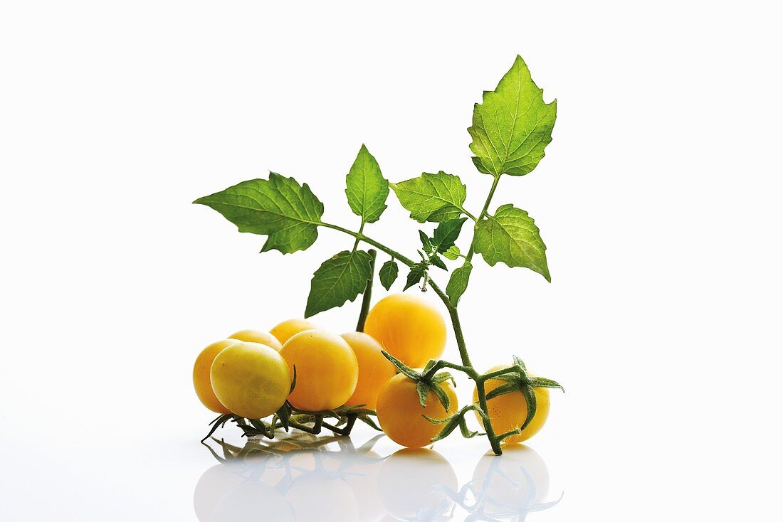 Yellow tomatoes with leaf
