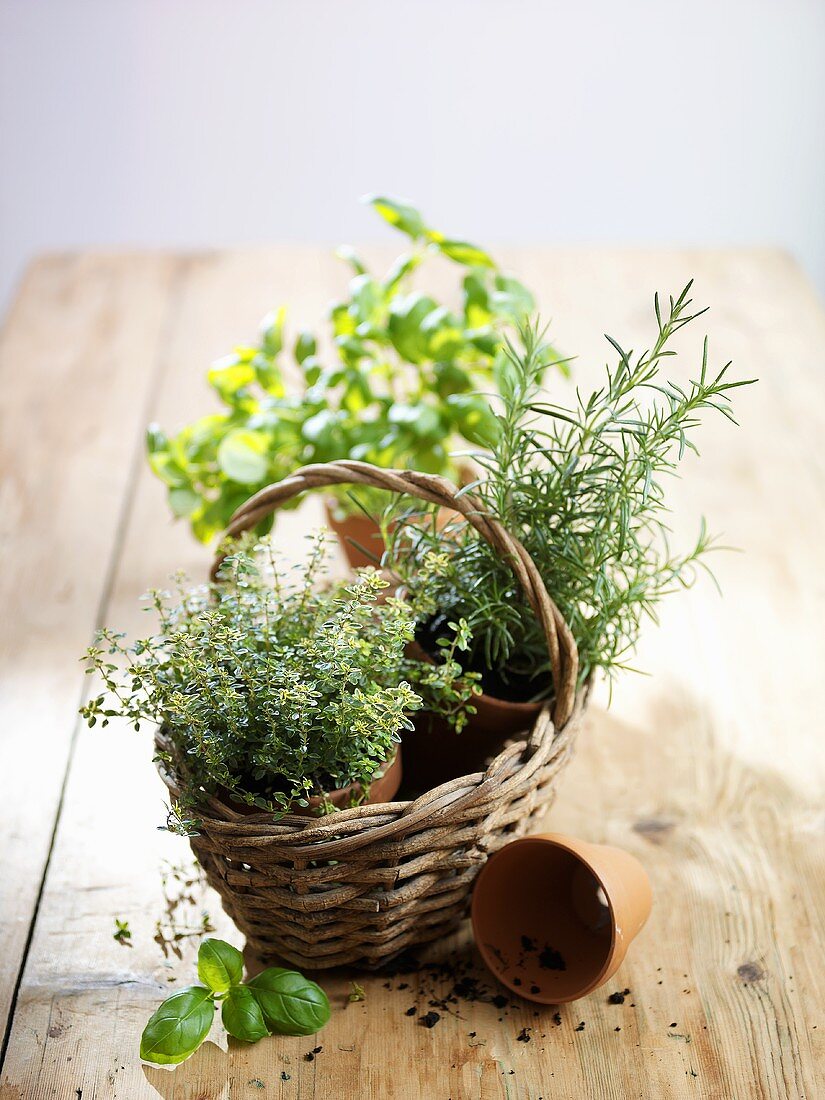 Fresh herbs in pots in basket (thyme, rosemary, basil)