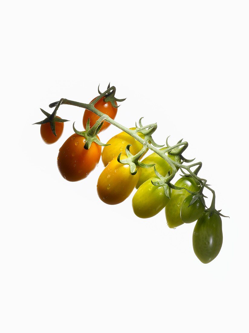 Organic tomatoes (variety Oval Orange)