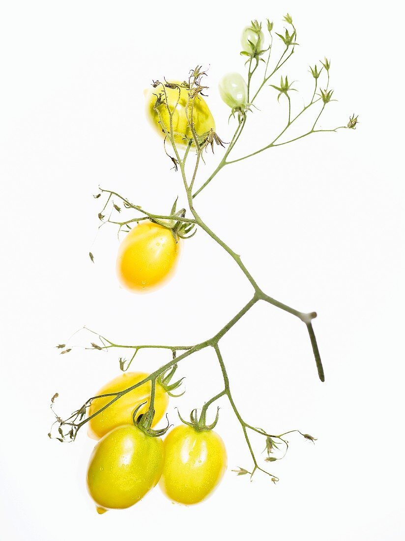 Gelbe Bio-Tomaten der Sorte Venusbrüstchen