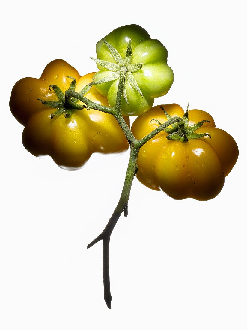 Organic tomatoes (variety Yellow Stuffer)