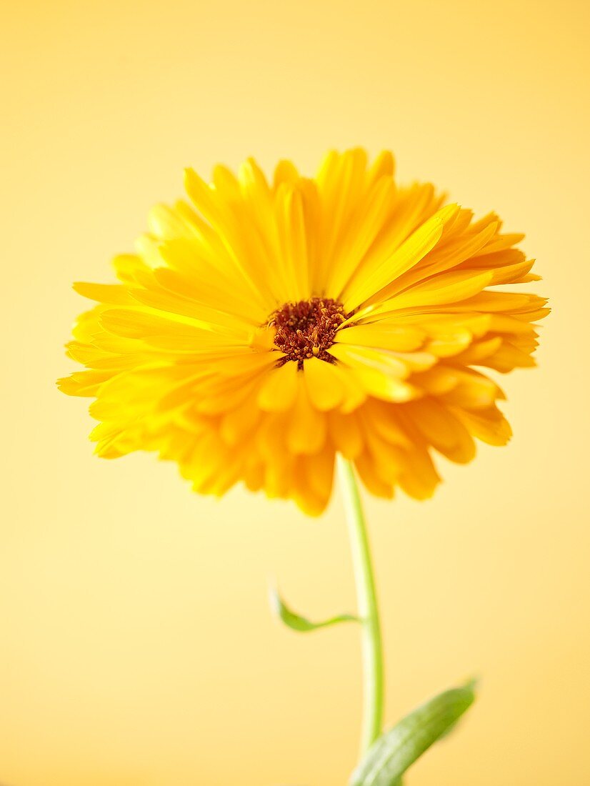 Eine Ringelblume (Close Up)