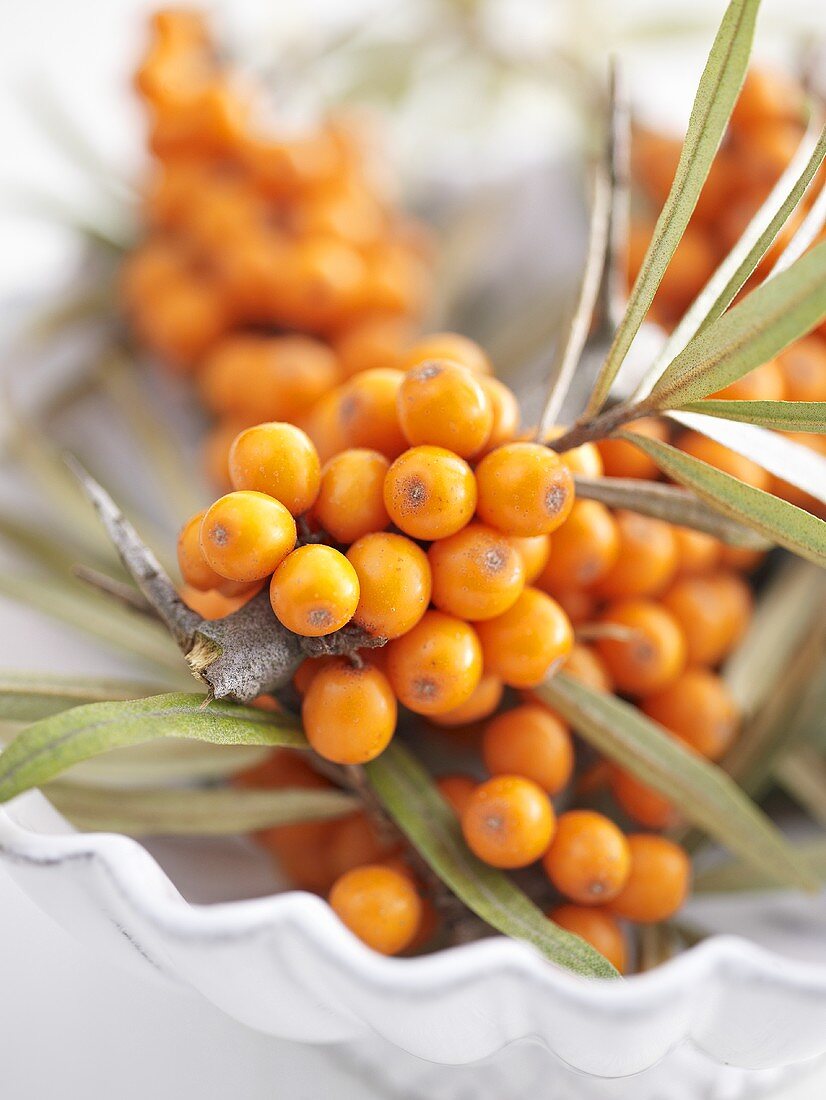 Sea buckthorn berries in dish (close-up)
