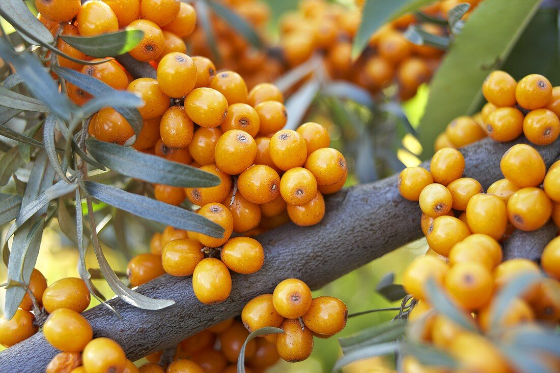 Sanddornbeeren am Strauch