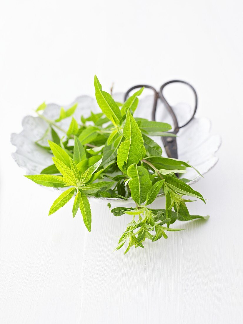 Vervain with scissors on plate