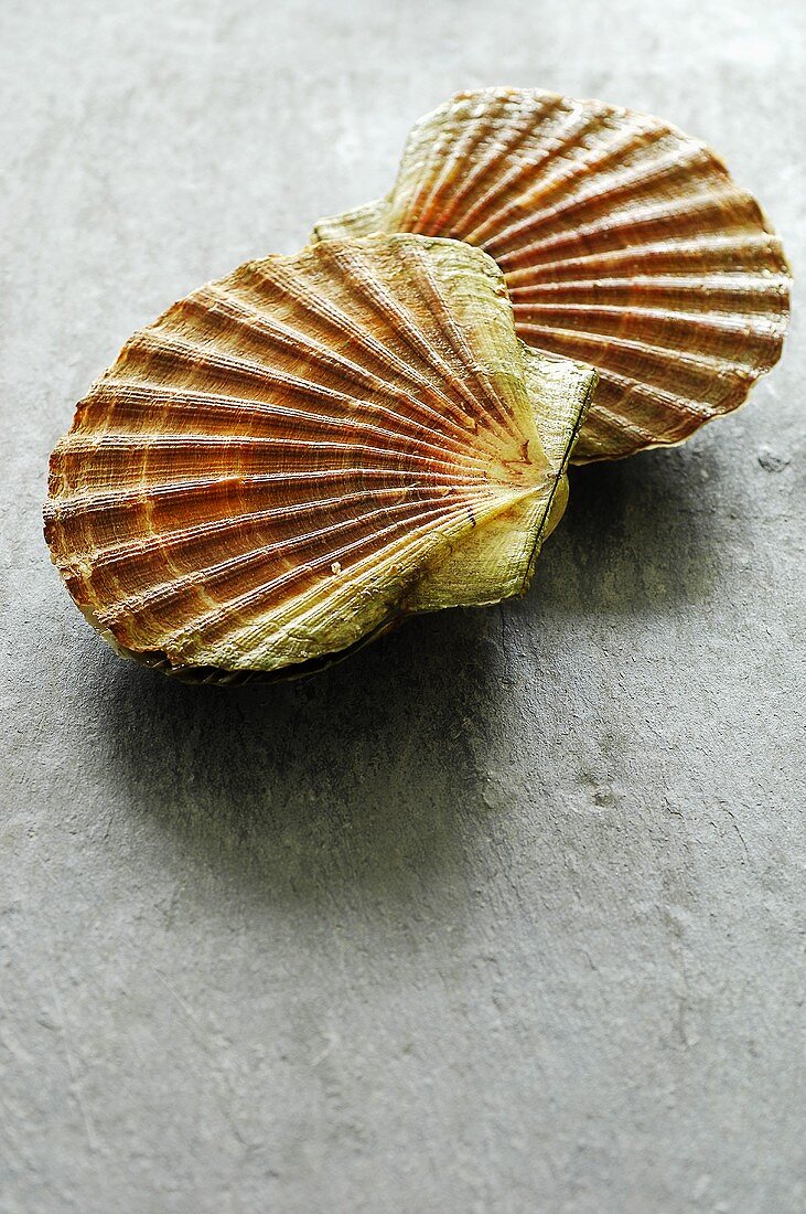 Fresh scallops (closed)