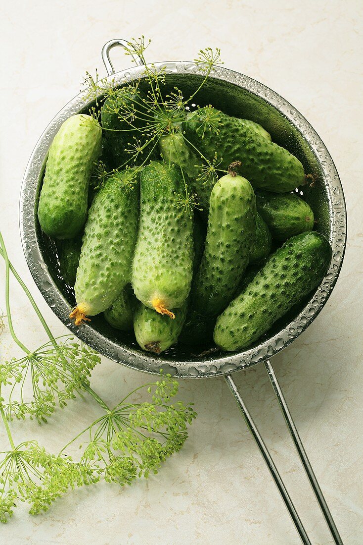 Fresh pickling cucumbers with dill in sieve