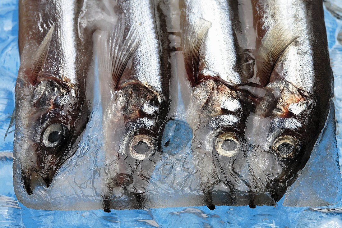 Anchovies in a block of ice